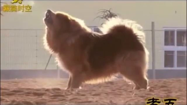 тибетский мастиф видео знакомство смотреть онлайн
