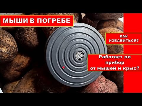 Мыши и Крысы в погребе, подвале в доме ?Ультразвуковой Отпугиватель мышей БМ