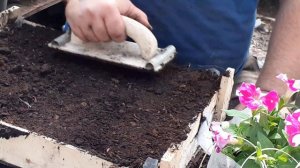 Как вырастить бархатцы очень просто.