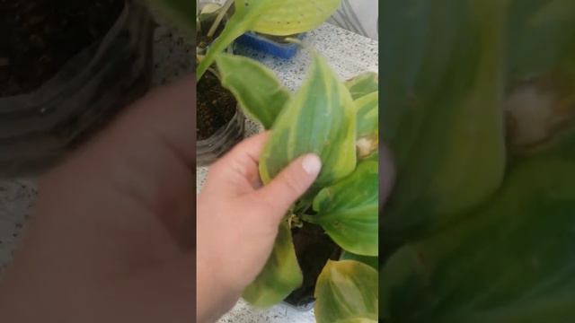 Хосты в моем саду, пополнила свою коллекцию😊💓 смотреть онлайн