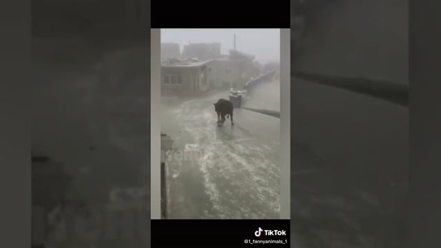 Домашние животные. ржачные приколы посмотрите. смех до слез. 44 часть