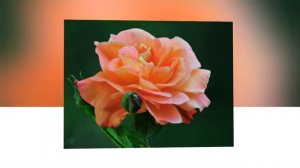 ТАНГО  РОЗ...