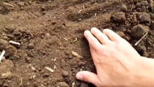Horsch Pronto 6 DC. Сев озимой пшеницы 2019