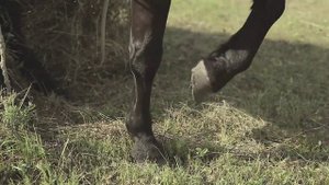 Деревня Усть-Анзас в Шории глазами иностранцев