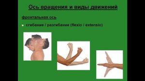 Ось вращения и виды движений. Фронтальная ось. Сгибание и разгибание.