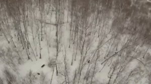 зверушки с высоты птичьего полета