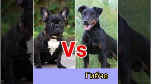 Французский бульдог Versus Heмeцкий ягдтepьep: Кто победит? Animals Vs