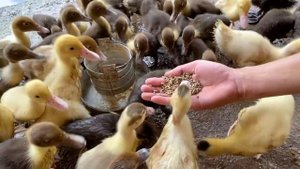 Bắt những con vịt bị xổng chuồng, thả xuống ao và cho vịt và gà ăn Part 205