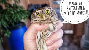 Подселяем самой маленькой сове самую маленькую вторую сову! У Пунька появилась соседка Вжух