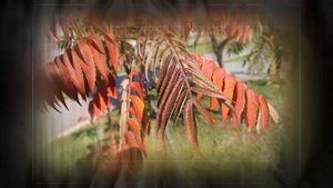 СУМАХ ОЛЕНЕРОГИЙ ИЛИ УКСУСНОЕ ДЕРЕВО (Rhus typhina) (3)