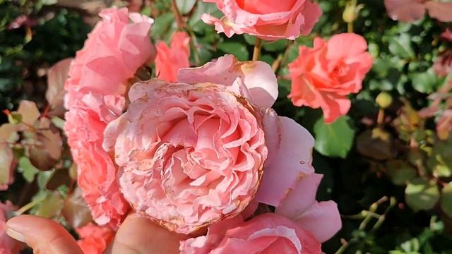 Цветение роз Гуэрнси, Розоман Жанон, Флоранс Делатр, Кармен Вюрт, Маржолен в Подмосковье (22.08)??? смотреть онлайн