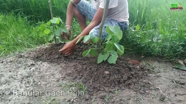 How to Grow Dolichos Beans||Hyacinth or Lablab Beans Growing at Home Garden(Seed to Harvesting) смотреть онлайн