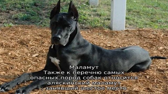 Самые опасные собаки в мире: топ-10