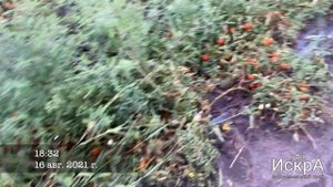 Томат черри Чезарино F1