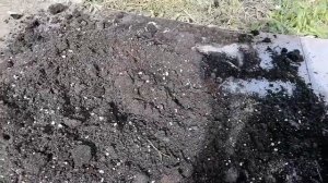 Клубника в домашних условиях. Подготовка почвы.