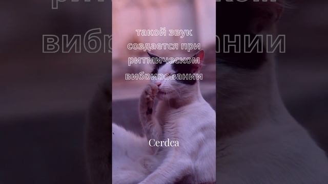 "А вы знали почему кошки мурлычут?" #авызналиэто #мурлыканье #кошки #животные #иф #интересно #коты