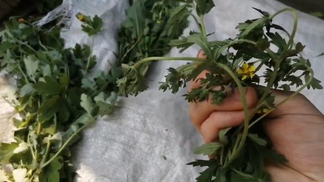 ЗЕЛЁНЫЙ КОРМ / ВСЁ О ТРАВЕ ДЛЯ КРОЛИКОВ / ДОМАШНЕЕ КРОЛИКОВОДСТВО