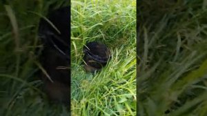 Поисковый магнит старый колодец