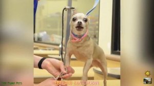 Смешные приколы с животными 5 августа 2023 года