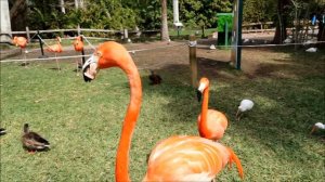 JUNGLE GARDEN | Мини зоопарк / ботанический сад в Сарасоте