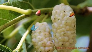 Шелковица черная Альба (morus alba) ? шелковица Альба обзор: как сажать саженцы шелковицы Альба