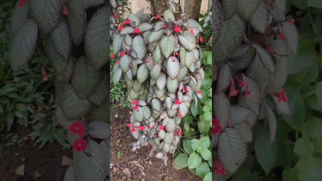 EPISCIA HANGING PLANT #short #hangingplant