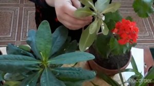 Малачай (она мехри) гулини купайтириш ва парваришлаш усули!
