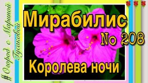 Мирабилис - Ночная Красавица Как многолетний цветок