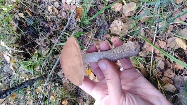 Грибы летом. Подберезовики и белый груздь. смотреть онлайн