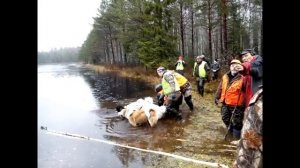 Загонная охота на копытных. Ноябрьский лось