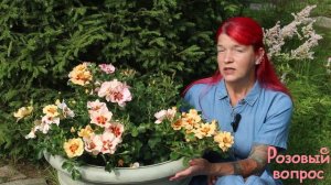 Роза  Коралл Бэбилон Айз  Первое цветение