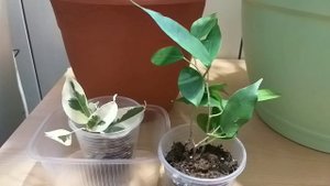 Комнатные растения?Часть 3?Обзор-отчет по итогу июля?Хойи, фикусы, хлорофитум, гинура, алоказия?