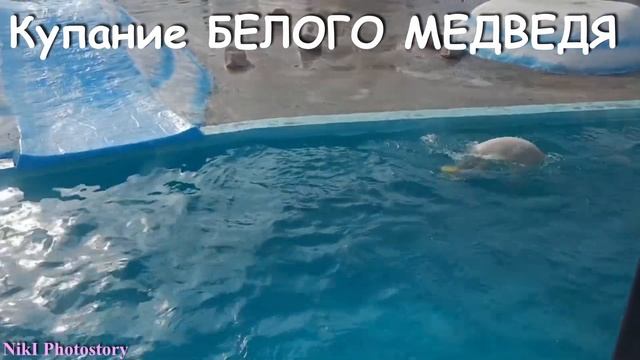 ✅Купание Белого Медведя.Игры с мячом в воде. ✅Зоопарк ЛИМПОПО Нижний Новгород Достопримечательности