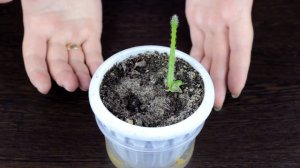 Выращиваем рамбутан дома / цветок жених / кактусы