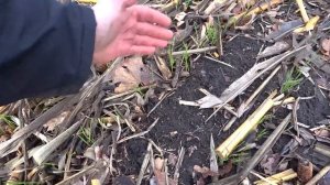 Прямой посев или дисковка. Эксперимент