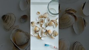 Чистим морские ракушки
