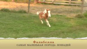 Фалабелла; Самая маленькая порода лошадей; Голоса и звуки животных; Животные вокруг нас;