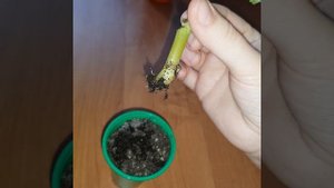 Бегония элатиор бориас дала корешки
