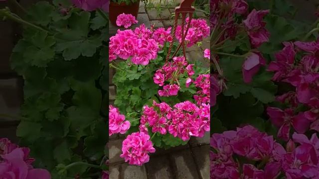 Цветущая пеларгония в кашпо #flowering #цветы #дача #сад #пеларгония #кашпо #garden #flower