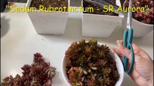 #21 "Sedum Rubrotinctum - SR Aurora"