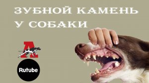 Профилактика зубного камня