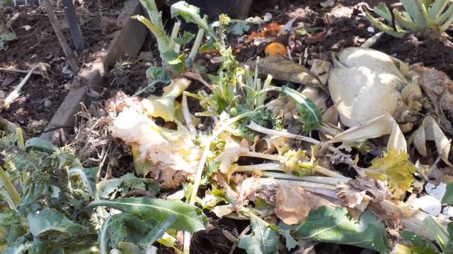 #HOW TO MAKE ORGANIC PEST CONTROL IN MY GARDEN#USING TUE NATURAL INGREDIENTS#