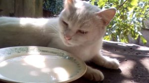 Белая кошка по кличке "Белка" 2017г.