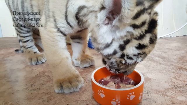 Два месяца жизни тигрёнка Шерхана смотреть онлайн