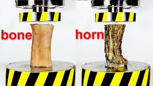 HYDRAULIC PRESS VS BONE AND HORN  WHICH ONE IS STRONGER