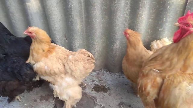 Чистопородные куры породы КОХИНХИН мясо-яичного направления. смотреть онлайн