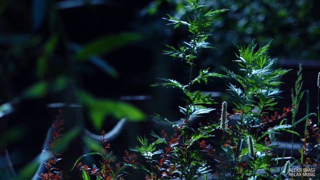 2021-0710 Aleks SHAGI Relax #05 Поздний июньский вечер - успокаивающая и расслабляющая музыка. смотреть онлайн