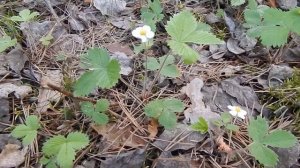 Земляника лесная (Fragaria vesca)