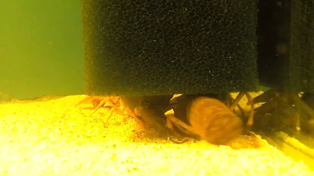 Речной рак в аквариуме смотреть онлайн