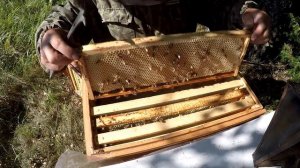 Сколько мёда принесли шестирамочники на кочевке.